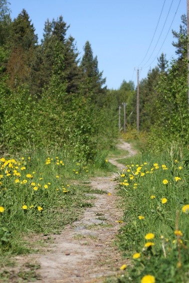 Finland Genealogy by popular US online genealogists, Price Genealogy: image of a dirt trail surrounded by trees and dandelions. 