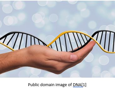 Genetic Genealogy by popular US online genealogists, Price Genealogy: image of a hand holding a double helix. 