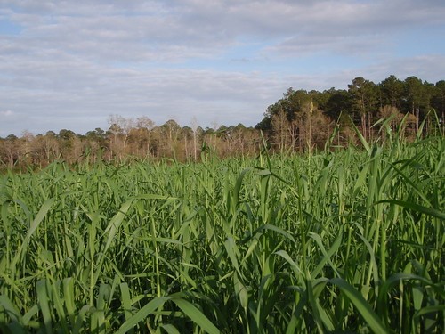 Southeast United States by popular US online genealogists, Price Genealogy: image of a corn field. 